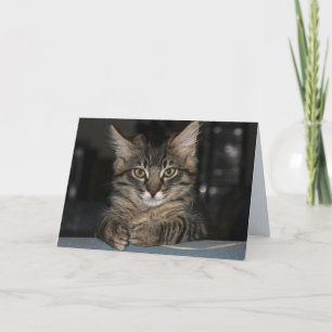 El gato Kimber no te quema la tarjeta de cumpleaño