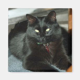 El Gato Negro Disfruta Del Imán Sol