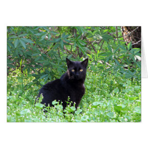 El gato negro que siente solo sin usted carda