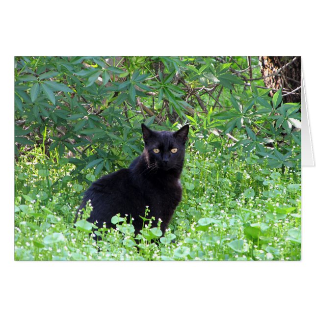 El gato negro que siente solo sin usted carda (Anverso (Horizontal))