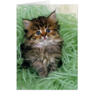 El gato persa es una de las razas más antiguas del