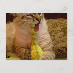 El gato recibe la tarjeta postal de dinosaurio