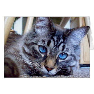 El gato susurra imagen de la cubierta de libro