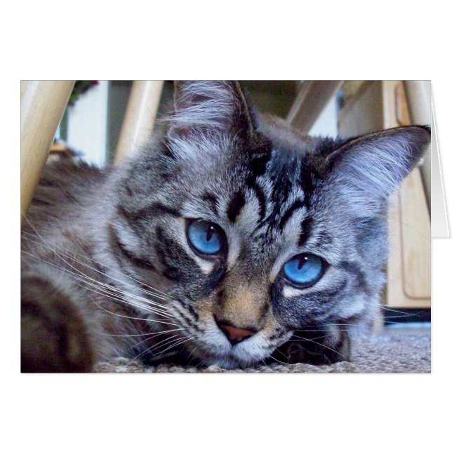 El gato susurra imagen de la cubierta de libro (Anverso (Horizontal))