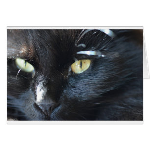 El gato te está mirando