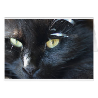 El gato te está mirando