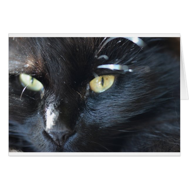 El gato te está mirando (Anverso (Horizontal))