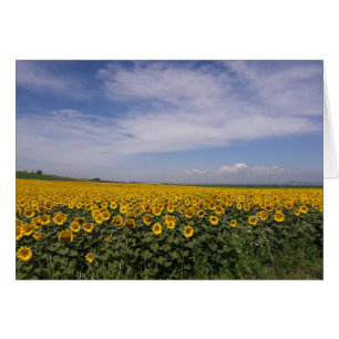 El girasol coloca la tarjeta en blanco