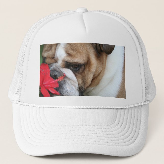 El gorra del bulldog "tarda tiempo para oler las (Anverso)