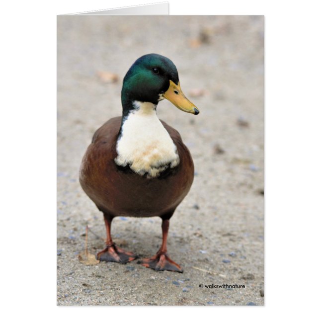 El gracioso Mallard Doméstico Duclair Bibbed Odd D (Frente)