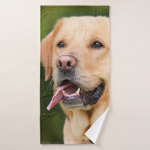 El grandioso labrador dorado