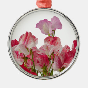 El guisante de olor florece el ornamento