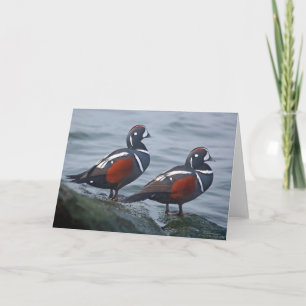 El Harlequin Ducks 7 x tarjeta de felicitación