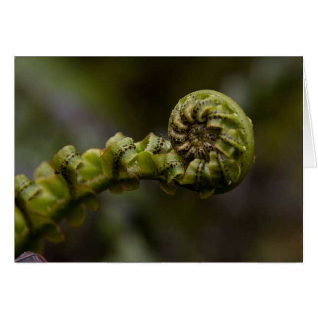 El helecho remolina tarjeta (Anverso (Horizontal))