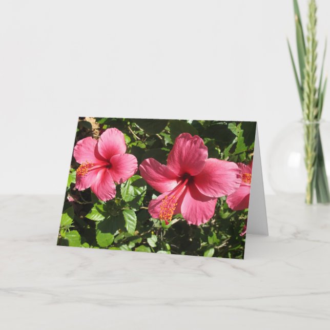 El hibisco rosado bonito florece la tarjeta de (Anverso)