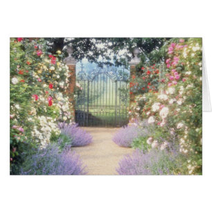 El híbrido rosado Rosa-Alineó la trayectoria para