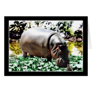 El Hippo Y El Pájaro