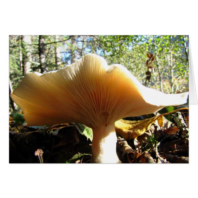 El hongo disfrutando del sol (Anverso (Horizontal))