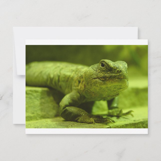 El horizonte verde (Anverso)