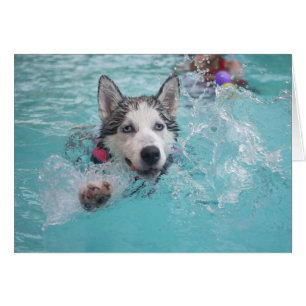 El Husky Siberiano nadando en la piscina