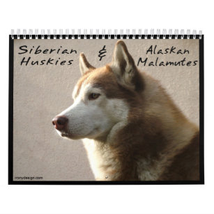 El husky siberiano persigue el calendario de pared