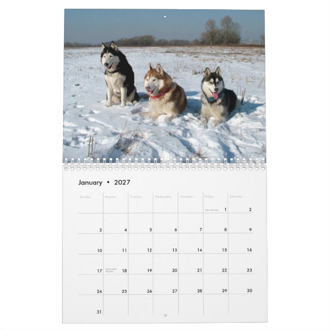 El husky siberiano persigue el calendario de pared (Jan 2027)