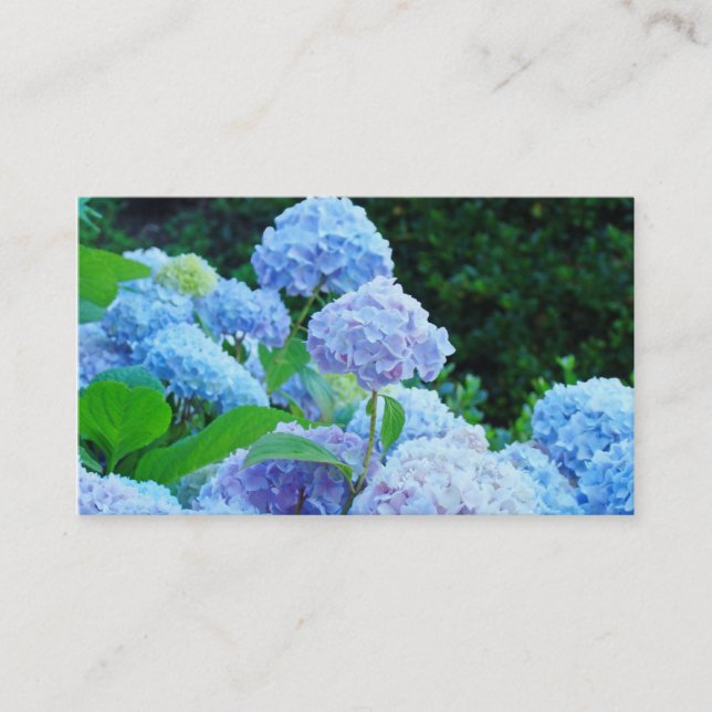 El Hydrangea azul de las tarjetas de visita (Anverso)