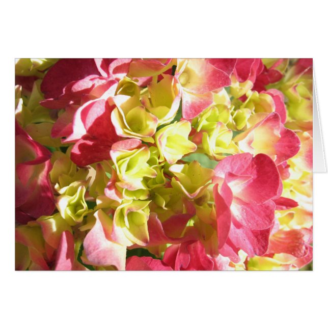 El Hydrangea de Katie (Anverso (Horizontal))