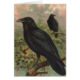 El ilustracion común del pájaro del vintage del