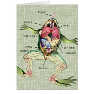 El Ilustracion de anatomía de la rana
