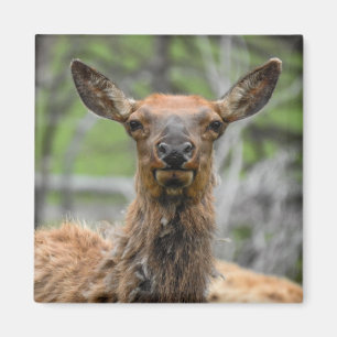 El imán americano Elk