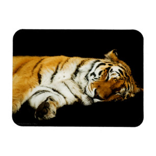 El imán Amur Premium Sleeping