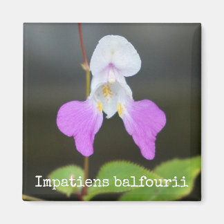 El imán botánico de la orquídea de un pobre hombre