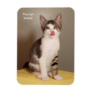El imán chistoso abierto del gato del Tabby de la