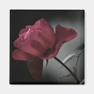 El imán de belleza del amor