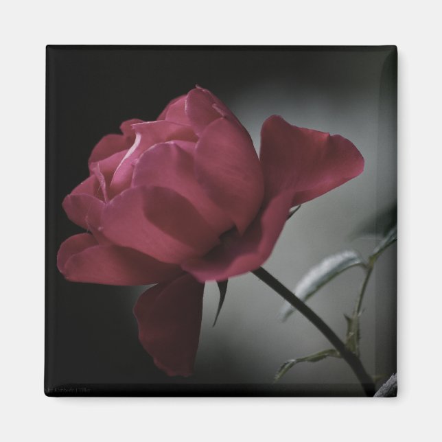 El imán de belleza del amor (Frente)