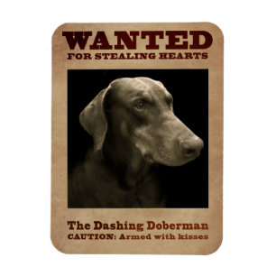 El imán de estrellazo del Doberman