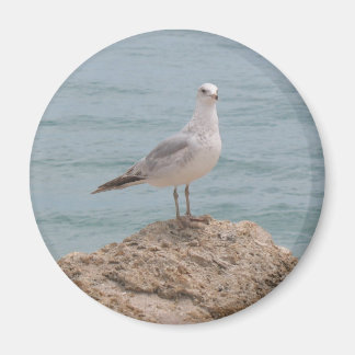 El imán de la Nevera de la Gaviota solitaria