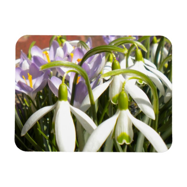 El imán de la primavera en la bloomina (Horizontal)