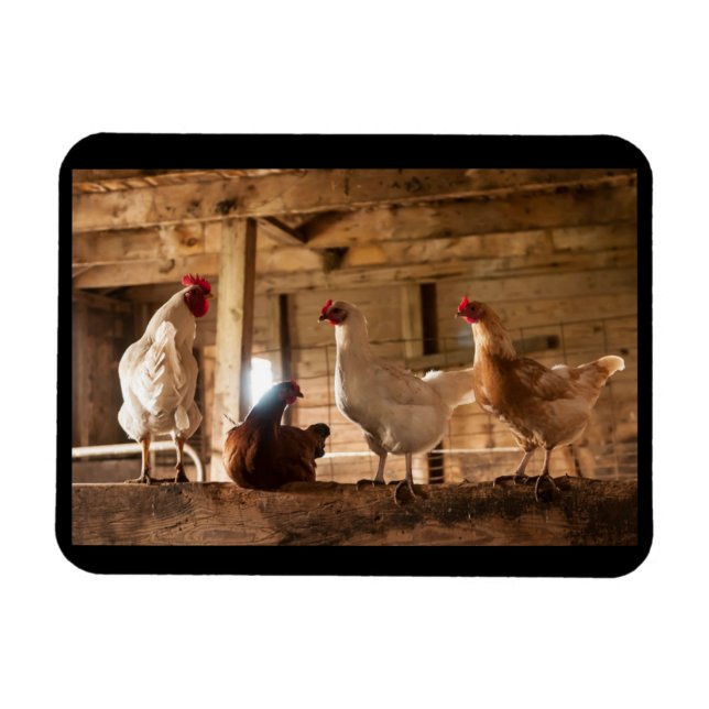 El imán de las gallinas en el granero (Horizontal)