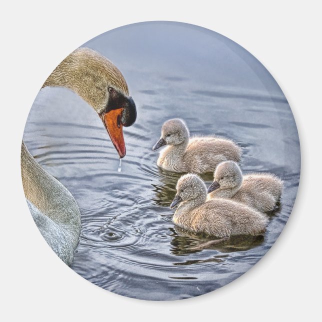 El imán de los cisnes y los bebés (Frente)