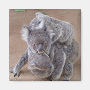 El imán de los osos de Koala