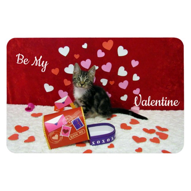 El imán de San Valentín de Bandit (Gato/ Gatito) (Horizontal)