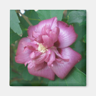 El imán de un Rosa de Sharon comienza a florecer