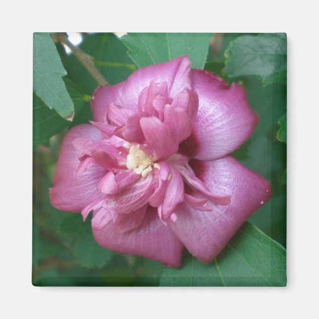 El imán de un Rosa de Sharon comienza a florecer (Frente)