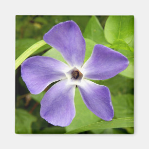 El imán del periwinkle más grande