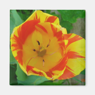 el imán del tulipán