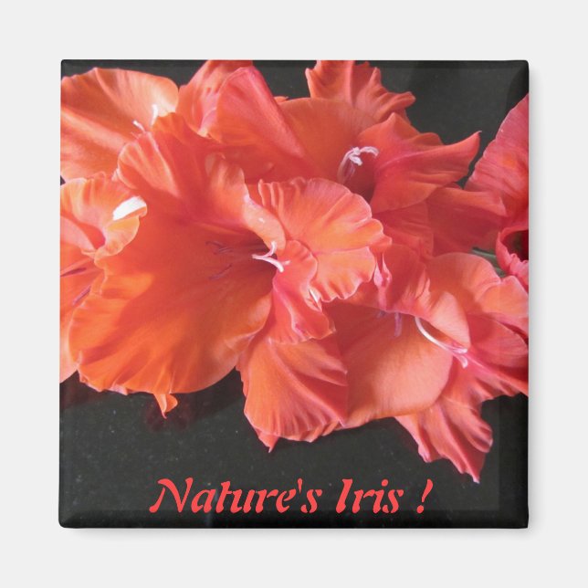 ¡El imán Iris Frig de Amber! (Frente)