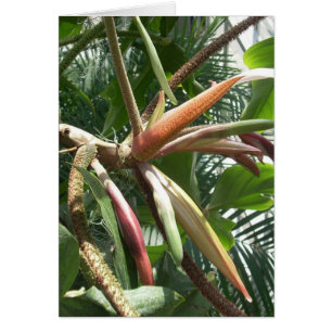 El invernadero florece nueve