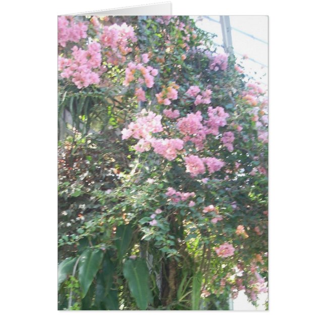 El invernadero florece ocho (Frente)